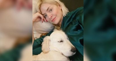 Holly Willoughby's dog looks guilty after she's caught in a messy situation