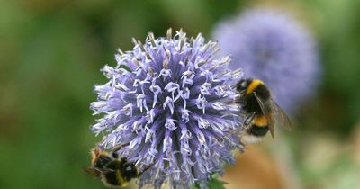 Survey of squashed bugs on number plates suggests ‘terrifying’ decline in insect populations