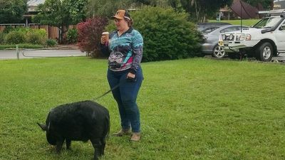 Noosa council gives woman one more week to rehome blind emotional support pig, Lenny, before eviction