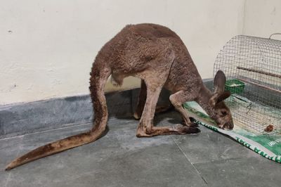 Smuggled kangaroos leave Indian forestry officials mystified
