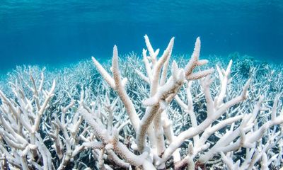 Leading scientist calls for Great Barrier Reef coral bleaching report to be released before election
