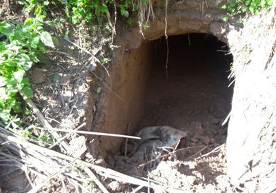 J&K: BSF finds 150m long tunnel close to Indo-Pak border in Samba