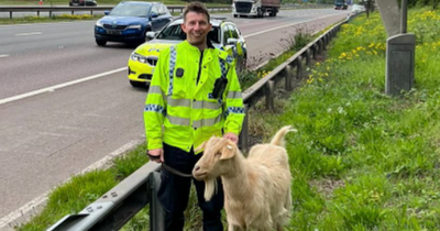 Goat ran across live M5 motorway lanes before being caught by police