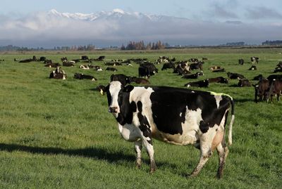 New Zealand on verge of wiping out painful cattle disease