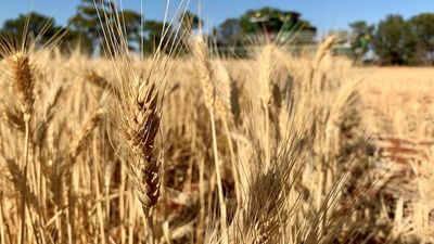 Australia’s largest wheat processor gets $85 million to cut emissions