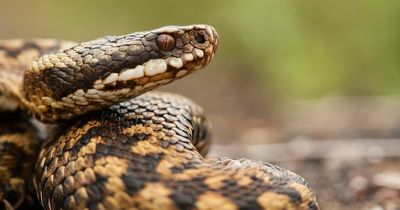 British tourists warned of venomous snake threat in Spain this summer