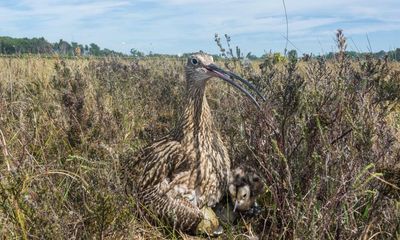 Crumbly curlew eggs may pose another threat to species, say UK scientists