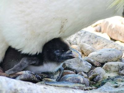 Edinburgh Zoo announces arrival of endangered penguin chicks