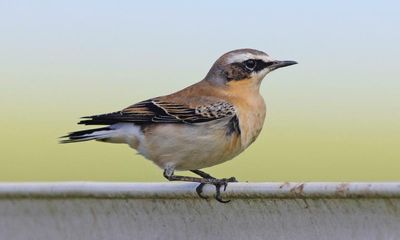 ‘An unmissable spring spectacle’: readers’ favourite places to spot birds