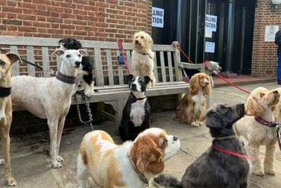 Local elections 2022: Dogs at polling stations - the best pictures