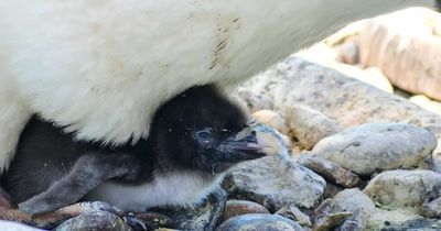 Endangered penguin chicks hatch at Edinburgh Zoo in adorable photos