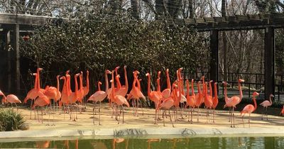 Fox breaks into zoo and mauls 25 flamingoes to death leaving staff 'devastated'