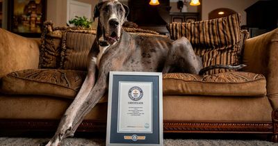 World's tallest dog crowned as 'gentle giant' Zeus the Great Dane