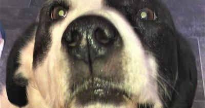 Second pet mauling by Derry dog pack in 10 weeks under investigation