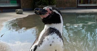 Win your chance to meet the penguins at Blair Drummond Safari Park by answering this question!