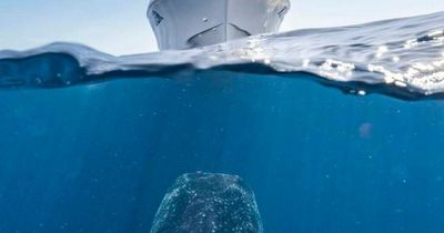 Terrifying photo of shark lurking under boat looks exactly like iconic Jaws movie poster