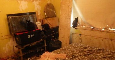 Rescuers hit with 'overwhelming' stench of urine and faeces as they find 35 pets in filthy house
