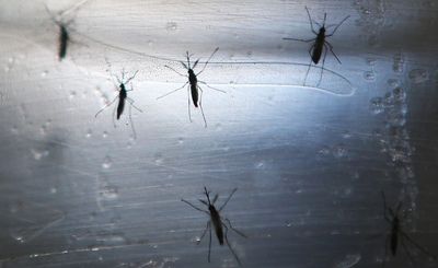 Scientists reveal what attracts mosquitoes to humans - our citrusy smell