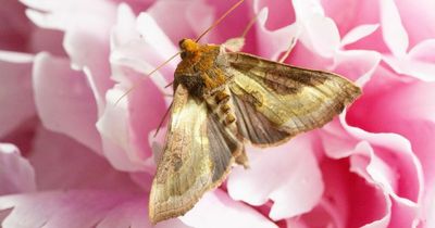 Squashed bugs on number plates shows 'terrifying' drop in insects in Scotland