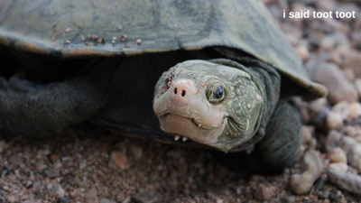 Bum-Breathing Turtles Were Found Tooting Along In A Qld River For The First Time In Decades