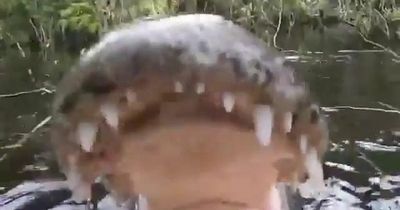Alligator tries to take bite out of man's camera in terrifying face-off caught on film