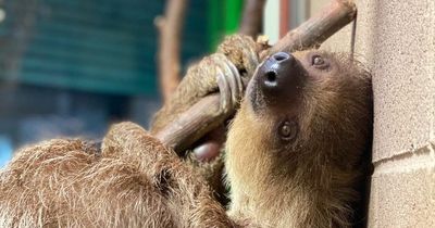 Female two-toed sloth joins the Belfast Zoo family