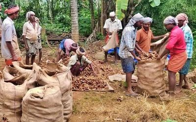 Low price leaves ginger farmers in distress