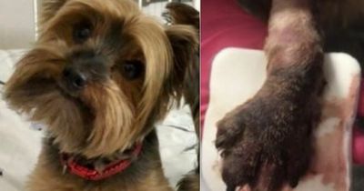 Yorkshire terrier has leg amputated after poisonous snake bite in Highland Perthshire