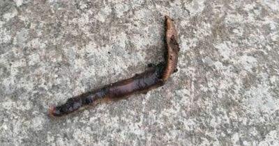 'Killer worm' found in UK as gardeners and farmers warned to 'kill but don't touch'