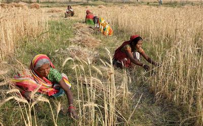 UN agency in talks with India on wheat procurement amid Ukraine war