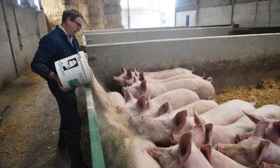 Pig farmers urge Tesco to help crisis-hit sector or risk losing UK supply base