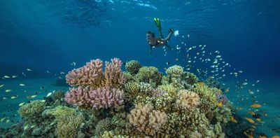 Corals and sea anemones turn sunscreen into toxins – understanding how could help save coral reefs