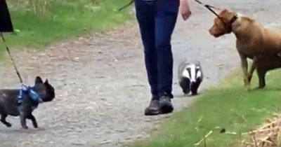 RSPCA warns about 'not normal' badger chasing people and dogs in broad daylight