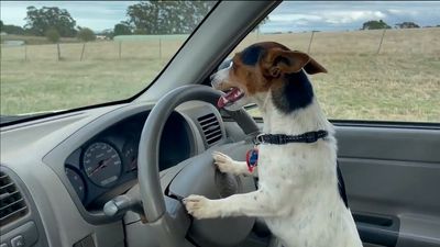 Video of dog driving ute shows Jack Russell Lexie helping on south-west Victorian farm