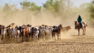 WA's troubled youth to be given chance to mend fences and ways on cattle station