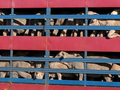 Labor woolly on live sheep export policy