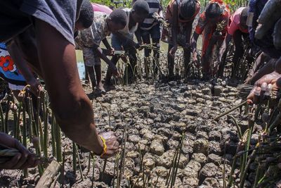 Growing African mangrove forests aim to combat climate woes