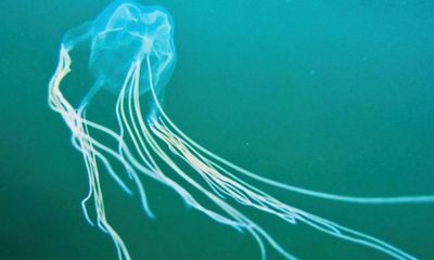 Mystery box jellyfish spotted in Sydney waters may be an entirely new species, expert says