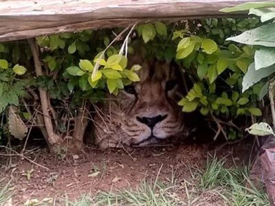 Shopping bag with realistic lion’s head printed on it sparks panic in Kenya