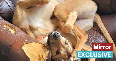 Puppy who is 'part giraffe' returned to kennels after just 48 hours in new home