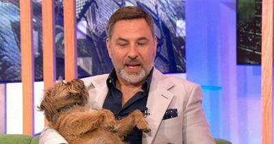 David Walliams slammed for 'disgusting' behaviour with dog on BBC's The One Show