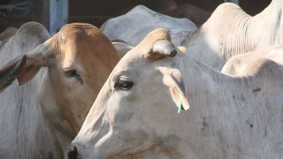 Foot-and-mouth disease detected in Indonesia; Australian livestock sector on alert