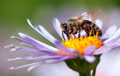 Honeybees first non-human animals that can differentiate between even and odd numbers, study finds