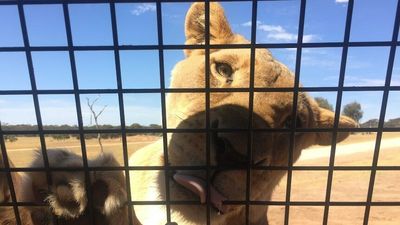 COVID-19 vaccination no longer mandated at Adelaide Zoo but masks required for up-close animal experiences