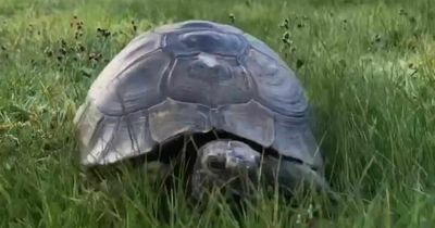 Tortoise owned by pensioner for 50 years vanishes from her garden leaving her bereft