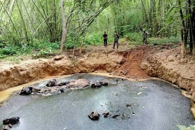 Five elephants found dead in sinkhole