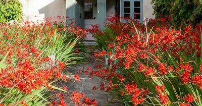 What exotic plants can survive in the UK – and what's best time to plant them?