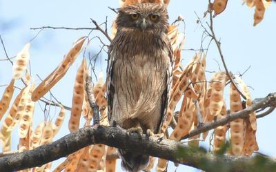 The Indian leg of the Great Backyard Bird Count records an impressive 1,017 species