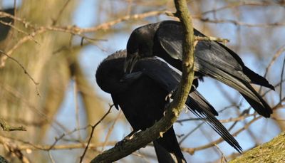 Illinois crows making a comeback, and there’s a surprising link to human health