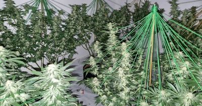 Huge cannabis farm with 200 plants busted by police